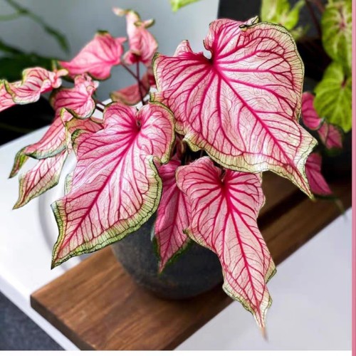 甜心希索连衣裙胡椒薄荷粉色泡沫盆栽彩叶芋五彩芋夏季好养植物