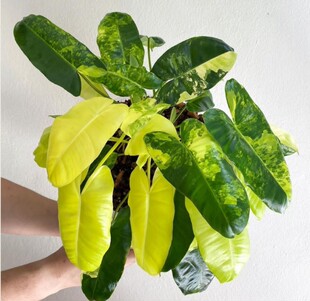 伯乐锦蔓绿绒绿天堂海芋竹芋花烛锦白锦绿植盆栽阳台客厅盆栽好养