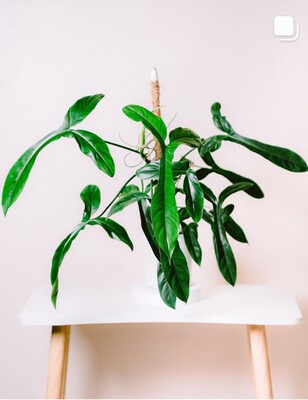 69686蔓绿绒阳台观叶植物