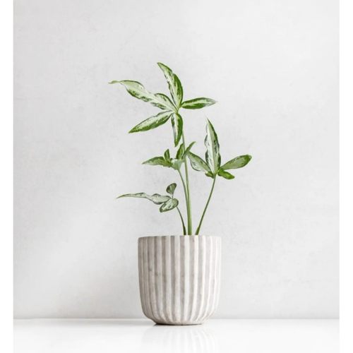 斯里兰卡合果芋锦化观叶热带热植室内桌面好养绿植盆栽