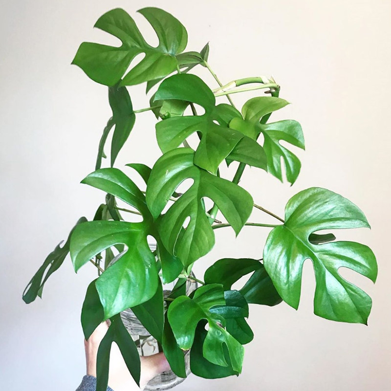 姬龟背竹 飞来凤 稀有品种爬藤植物北欧ins风绿植室内易养盆栽