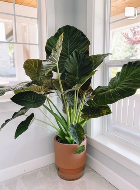 帝王盾海芋竹芋黄金海芋Alocasia Regal Shields室内阳台观叶热植