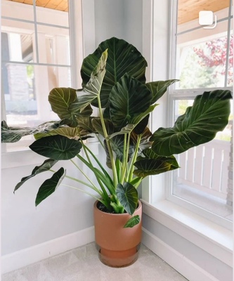 帝王盾海芋竹芋黄金海芋Alocasia Regal Shields室内阳台观叶热植