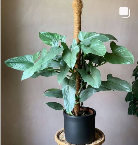 蔓绿绒哈斯塔银剑金属绿植盆栽