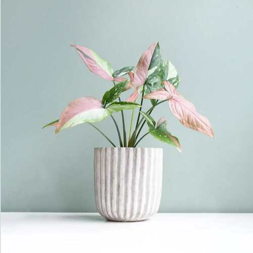 三色合果芋 三色锦合果芋 高级感室内网红植物 稀有品种