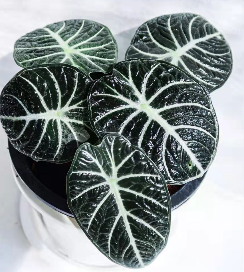 忍者海芋北欧风ins网红绿植