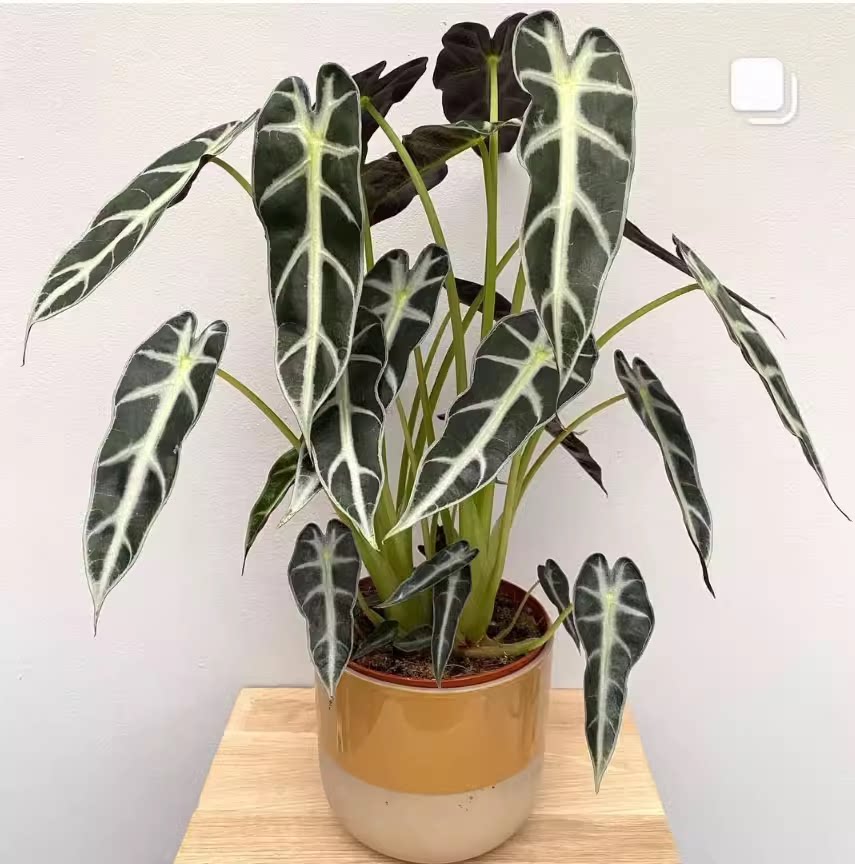 小仙女黑叶竹芋海芋黑叶观音莲植物盆栽办公室室内绿植带盆栽好图片