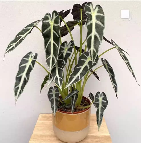 小仙女黑叶竹芋海芋黑叶观音莲植物盆栽办公室室内绿植带盆栽好