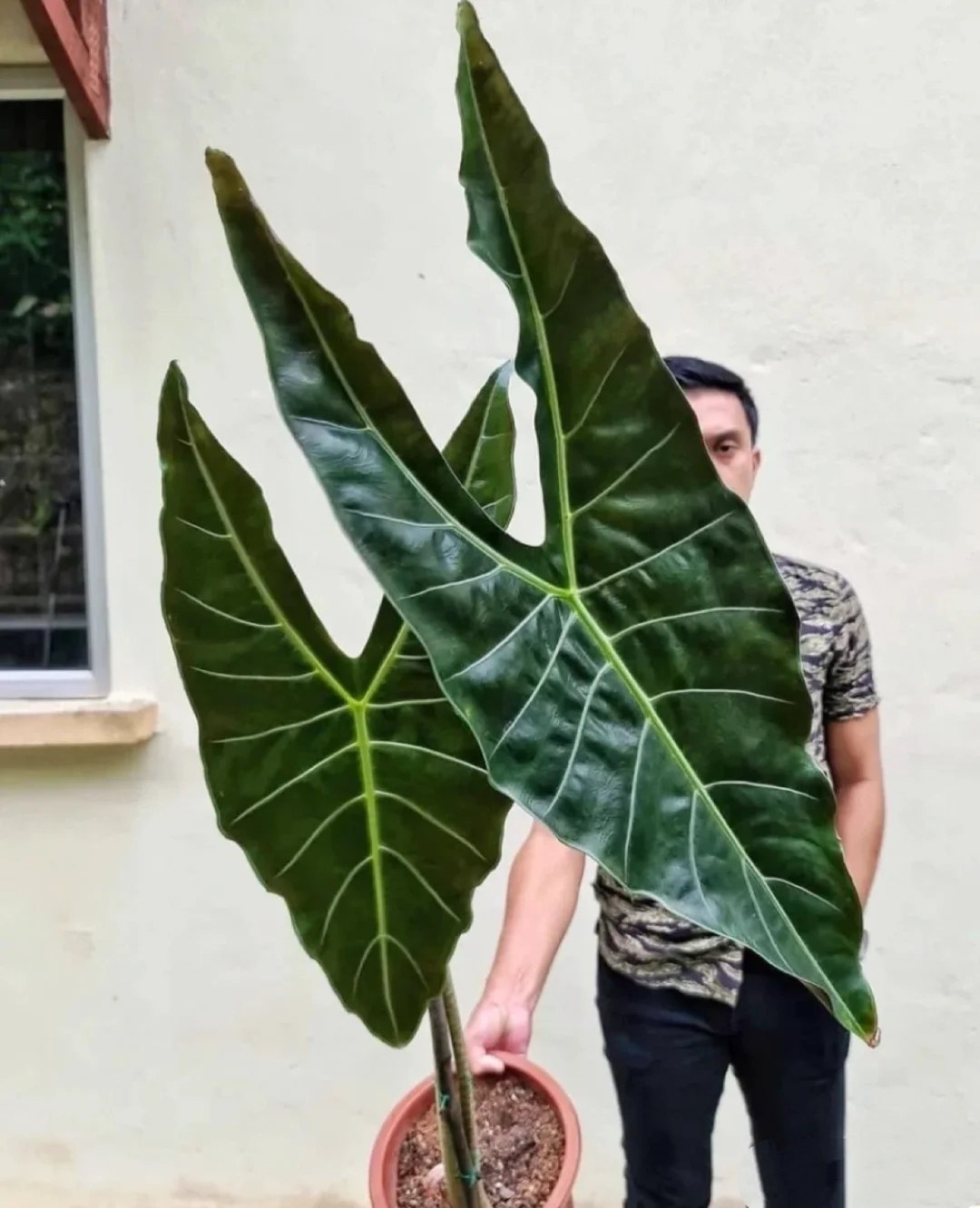 银脉剑叶箭叶海芋萨利安斑马海芋网红ins风绿植盆栽