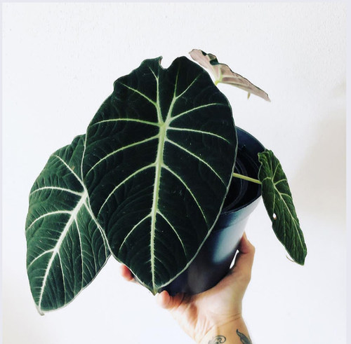 黑天鹅海芋Alocasia Black velvt进口绒面观叶植物ins风绿植盆栽