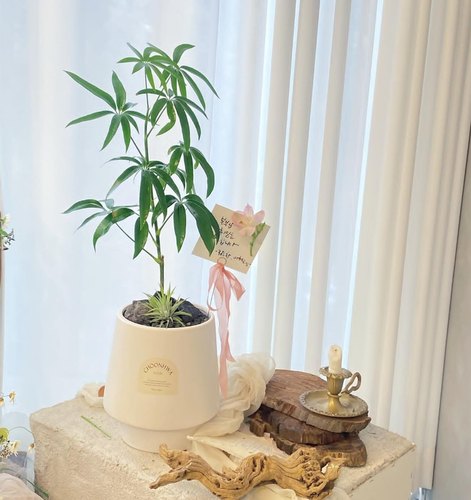 室内小众观叶植物雅意娴静绿植日本细叶伞独特的夏威夷鹅掌柴盆栽