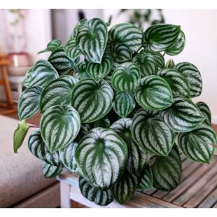 麒麟瓜西瓜皮椒草盆栽 北欧绿植桌面小植物室内吸甲醛网红ins植物
