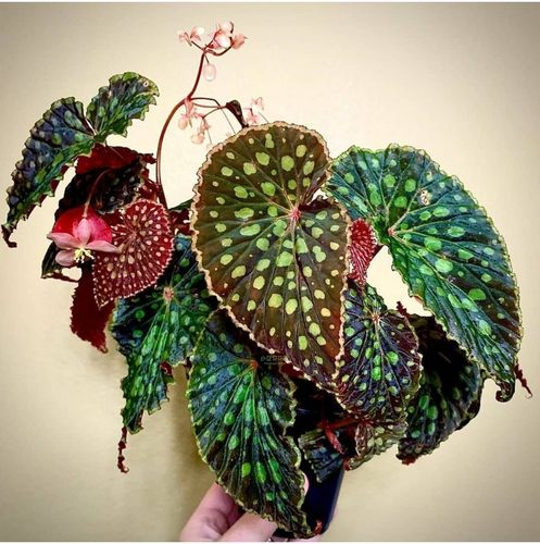 绿泡秋海棠进口网红热带雨林观叶植物趣味幼苗植物盆栽绿植