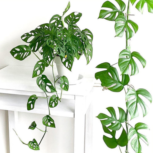 洞洞龟背竹仙洞耐阴四季爬藤植物