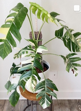 麒麟尾锦 白锦麒麟pipremnum pinnatum variegated 原种进口热植