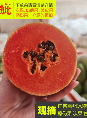 雷州丑红心木瓜现摘瑕疵果榨汁