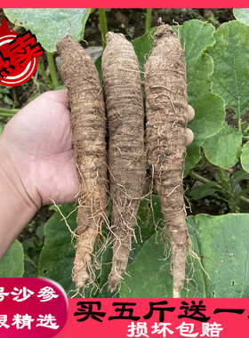 新鲜野生沙参山胡萝卜500g包邮