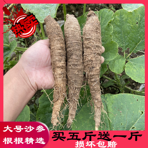 新鲜野生沙参山胡萝卜500g包邮