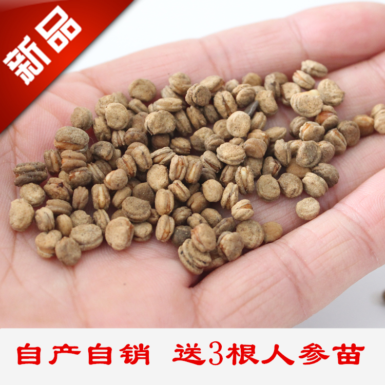 长白山催芽开口100粒人参种子包邮送新鲜参苗3根吉林产地参农直发