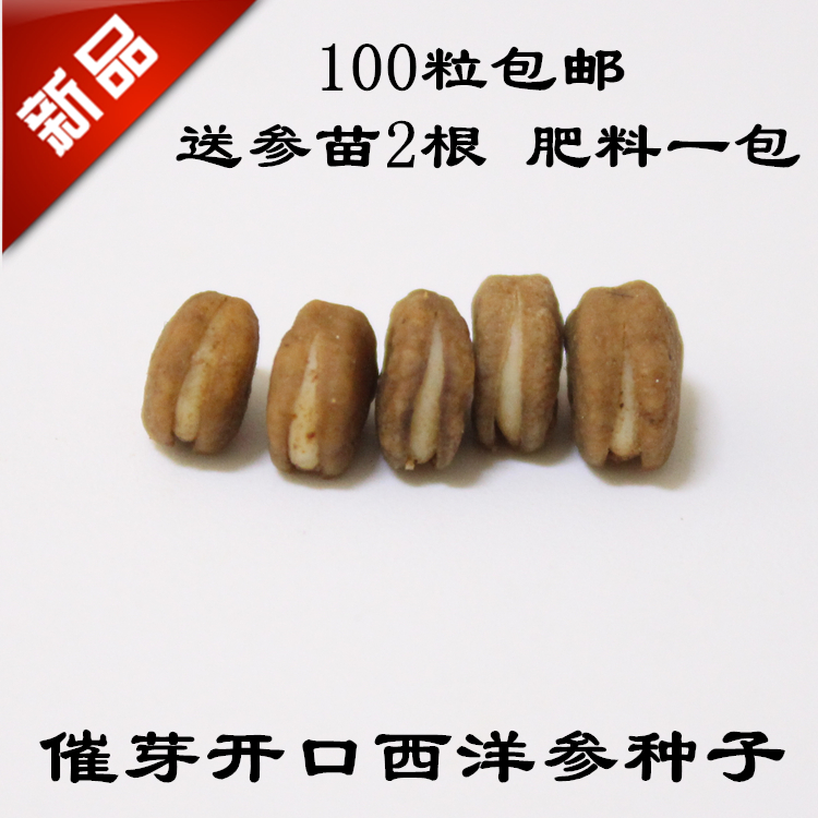 催芽开口西洋参种子100粒包邮送人参苗2个肥料一包长白山花旗参种