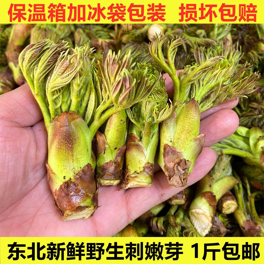 东北通化野生刺嫩芽1斤包邮刺嫩芽刺龙芽500g 集安产地直销