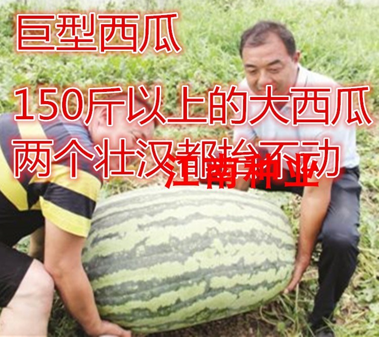 巨型西瓜种子巨型蔬菜种子航天巨型西瓜特大西瓜懒汉