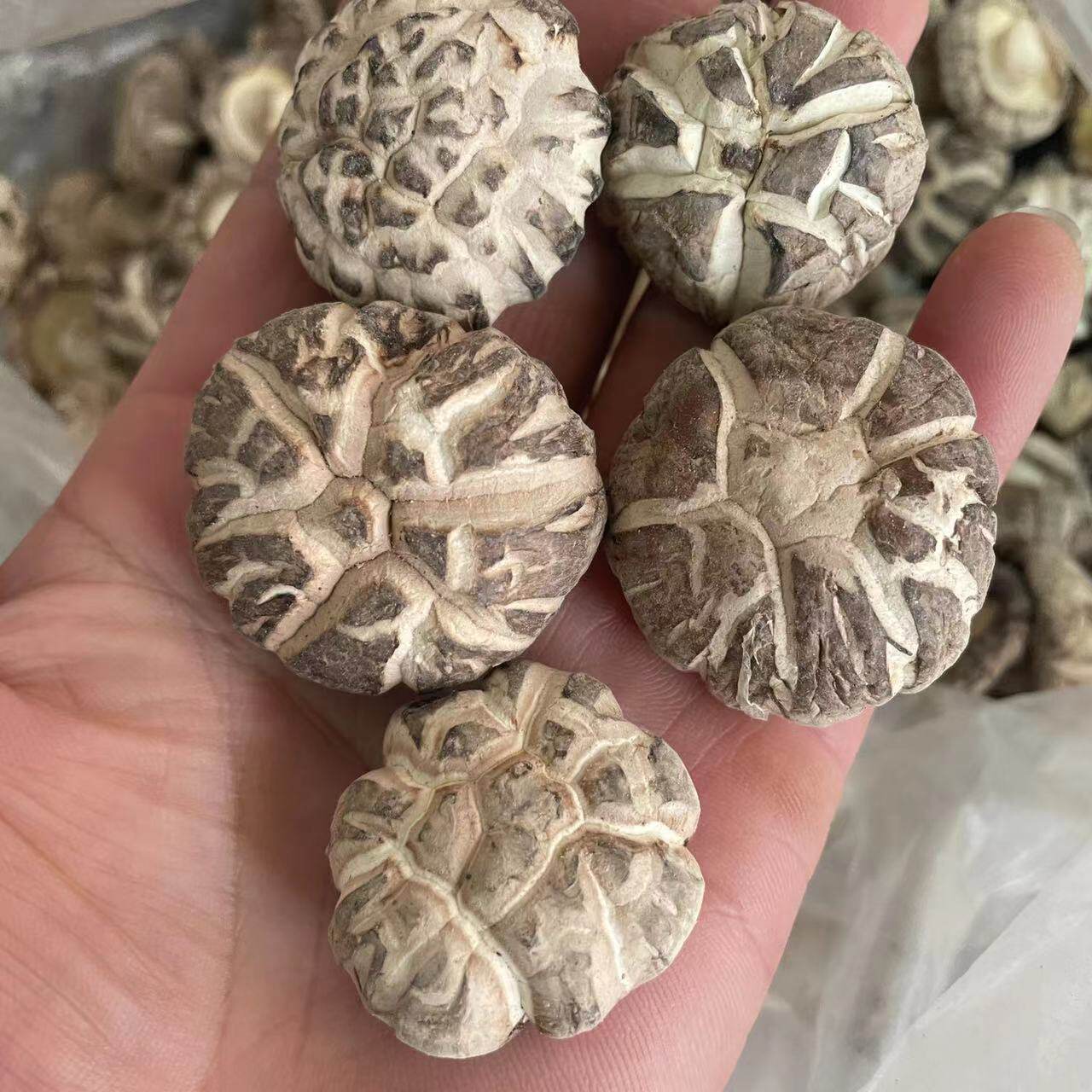 福建武夷香菇干花菇无根包邮