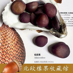 蛇皮果籽 天然种子植物果实 摆件种子收藏 橡果橡子