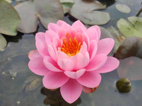 经典耐寒香睡莲-粉牡丹-中小型带花苞复瓣庭院盆栽水缸鱼池阳台
