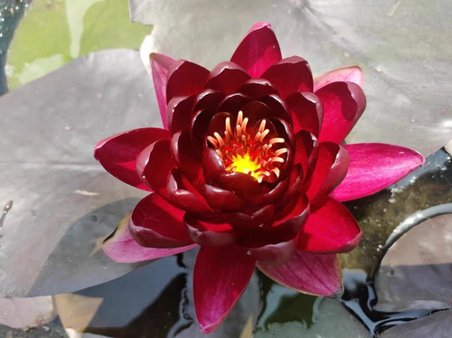 进口名贵稀有花卉精品耐寒香水睡莲带花苞苗黑红色--盆栽--黑公主