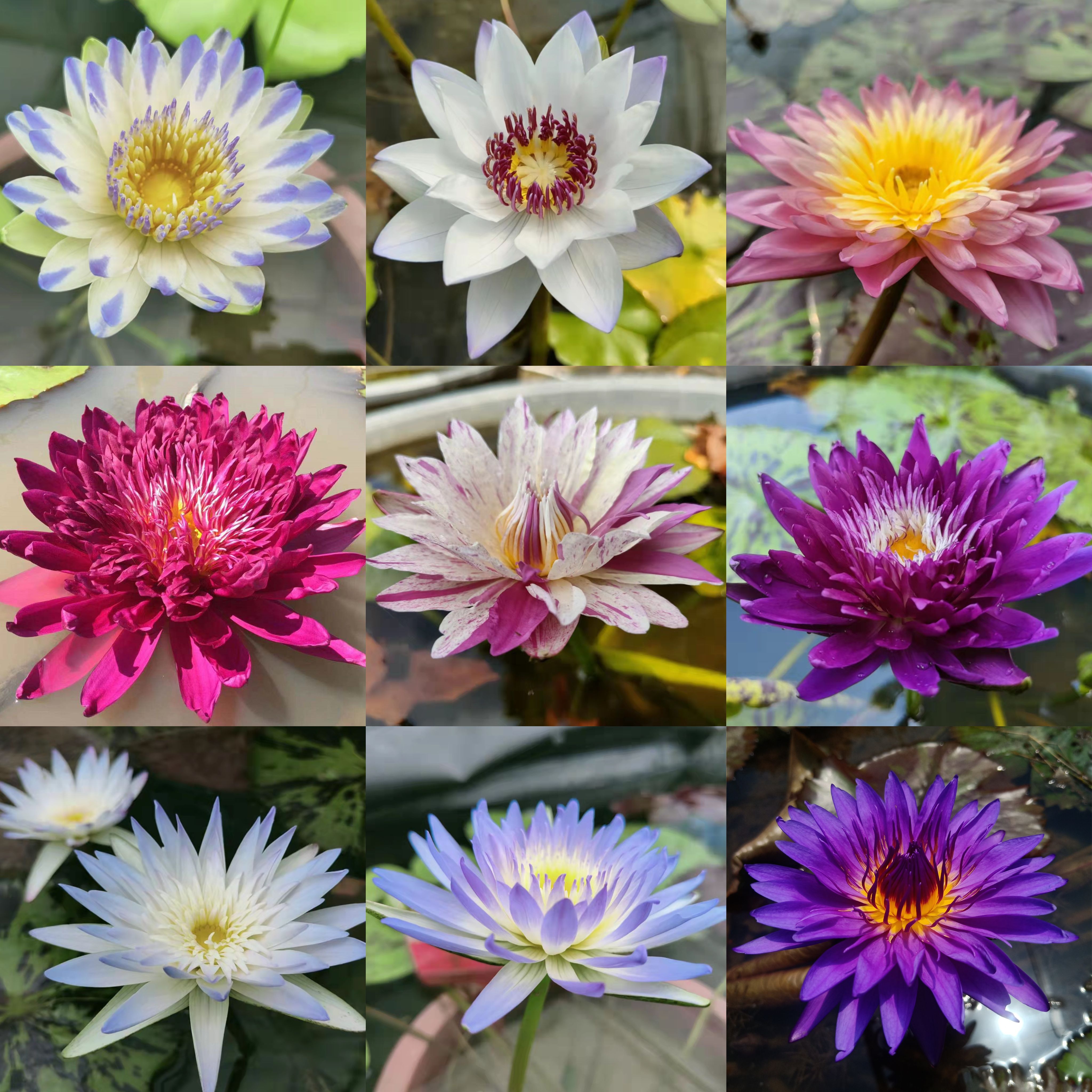 高档热带睡莲水生花卉稀有品种