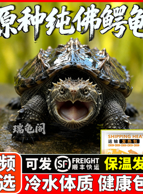 纯佛鳄龟爆刺乌龟活物暴刺小龟苗北美杂佛幼苗大罕见中美拟原种鱼
