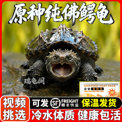 纯佛鳄龟爆刺乌龟活物暴刺小龟苗北美杂佛幼苗大罕见中美拟原种鱼