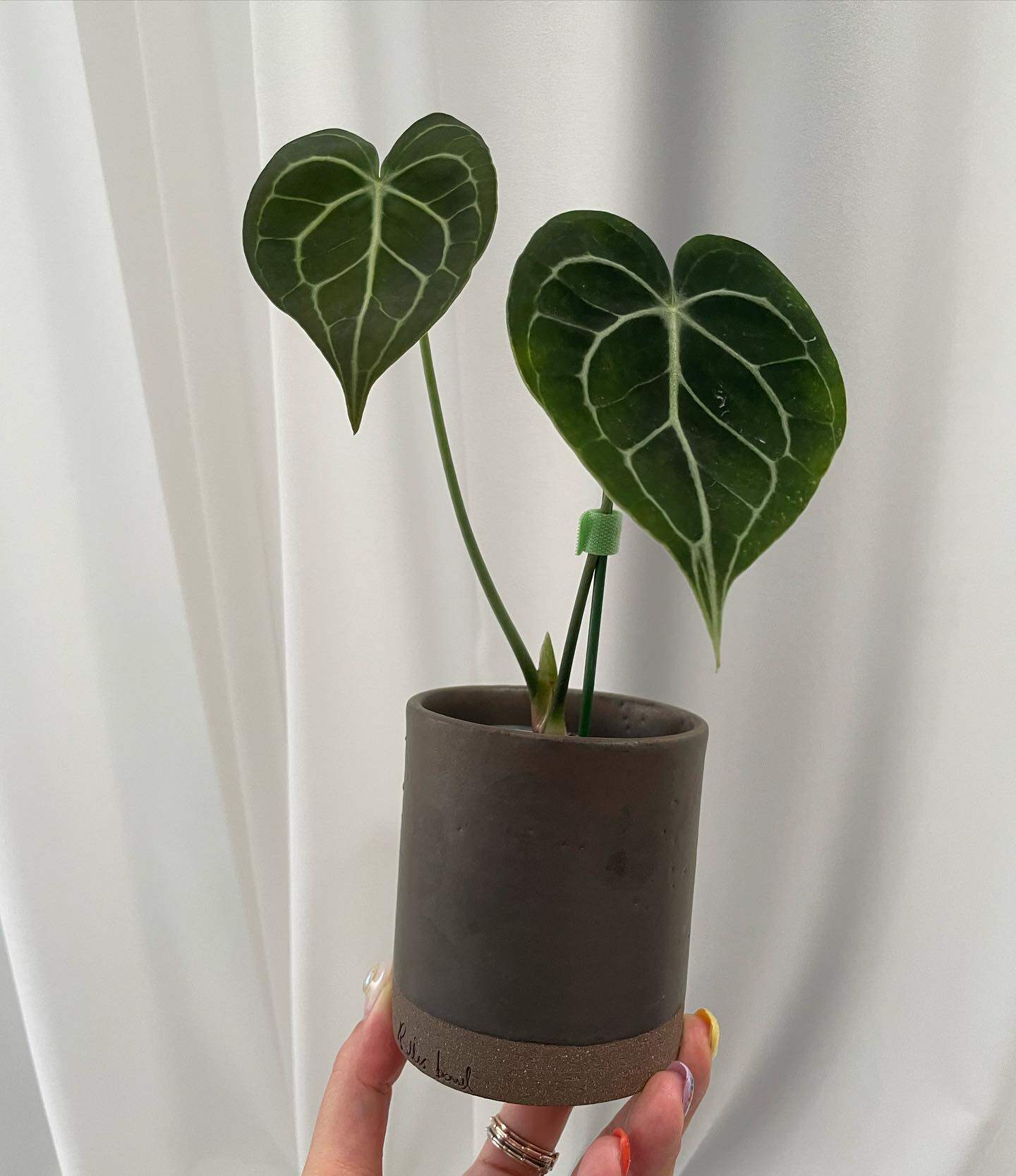 限量版「国内现货」TeeUM韩国制｜ 纯手工｜釉烧花盆｜ 多肉植物