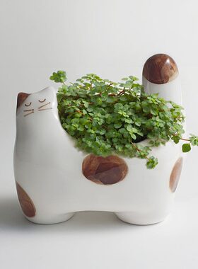 TeeUM韩国制｜釉烧猫咪可爱花盆｜家居装饰摆设盆器｜生日礼品盆