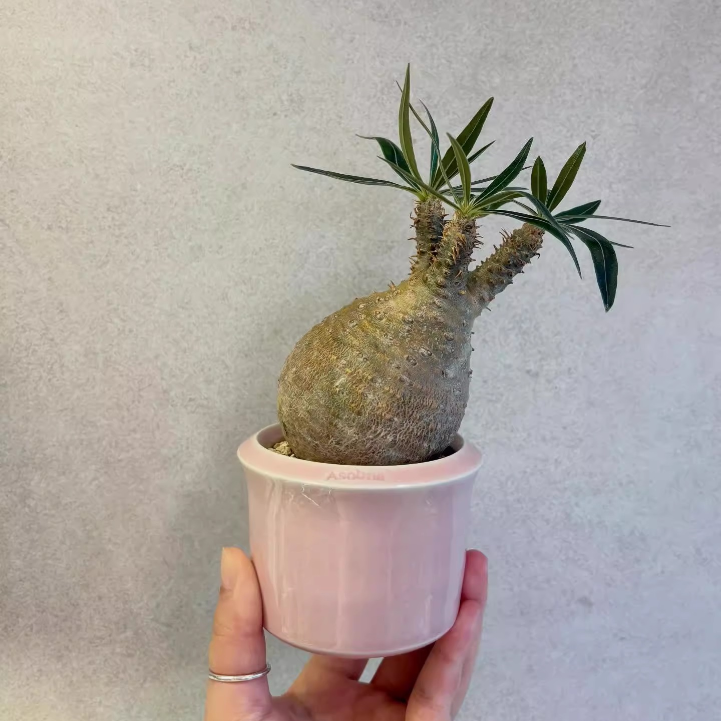 「国内现货」TeeUM韩国制｜手工多肉块根花盆｜球兰植物通用盆器