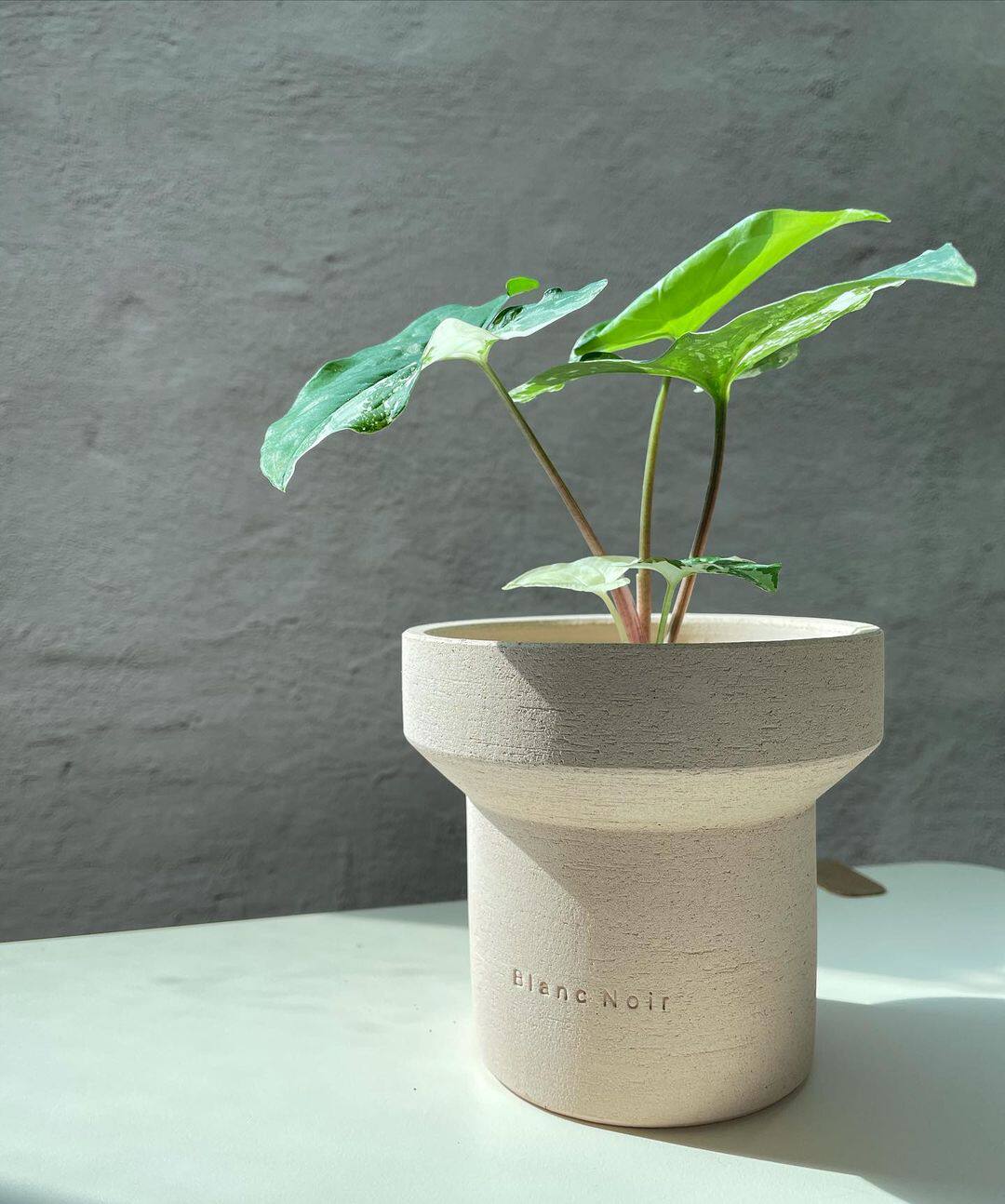 「国内现货」TeeUM韩国制｜手工制透气花盆｜多肉植物陶盆INS风