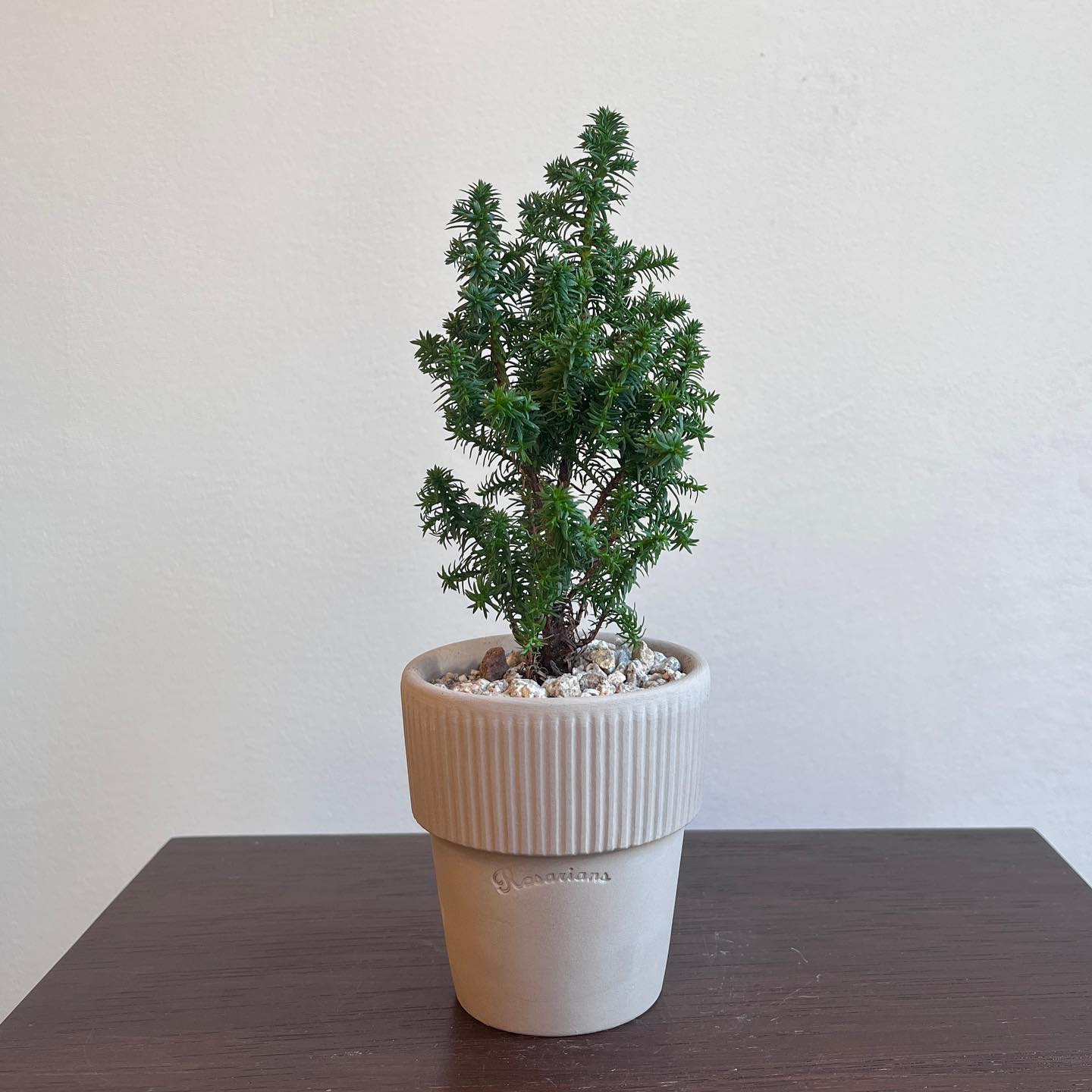 陶土韩国花盆创意盆TeeUM