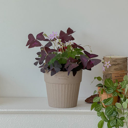 陶土韩国花盆原创盆TeeUM