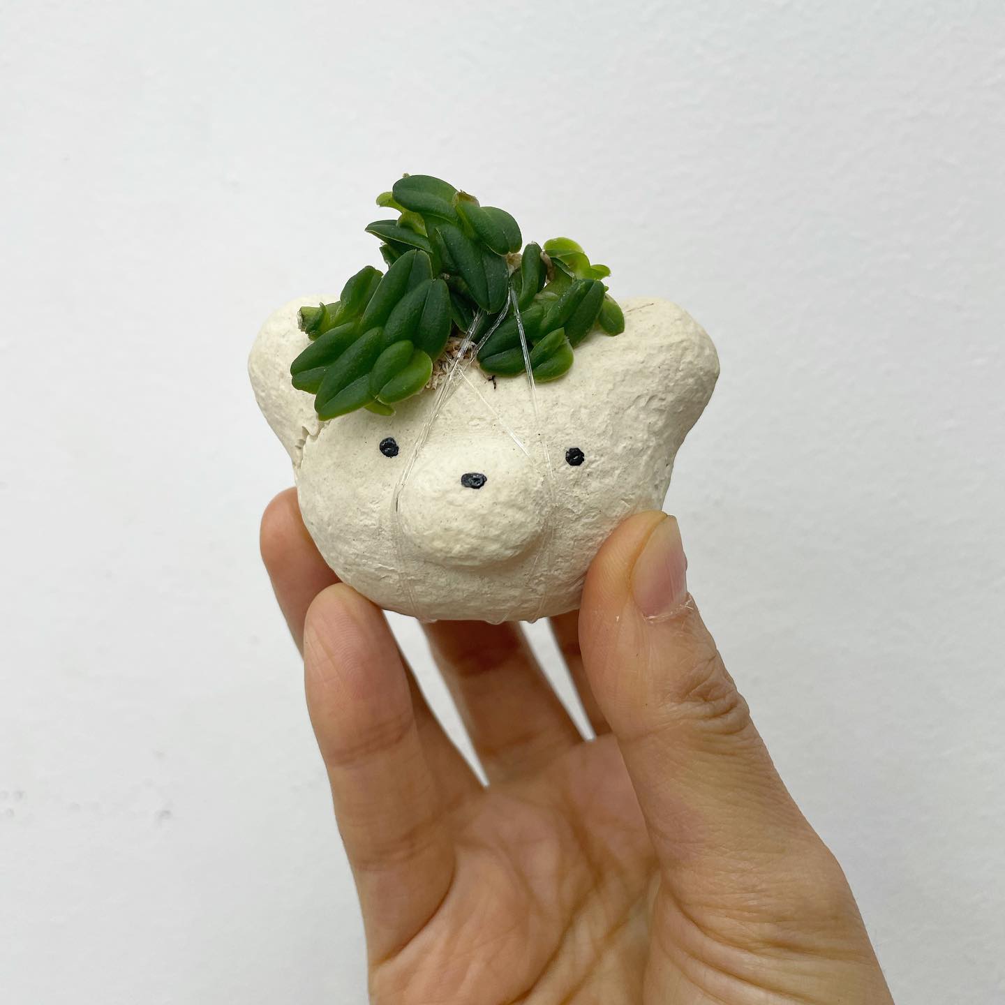 熊头TeeUM装饰石头花盆装饰定植