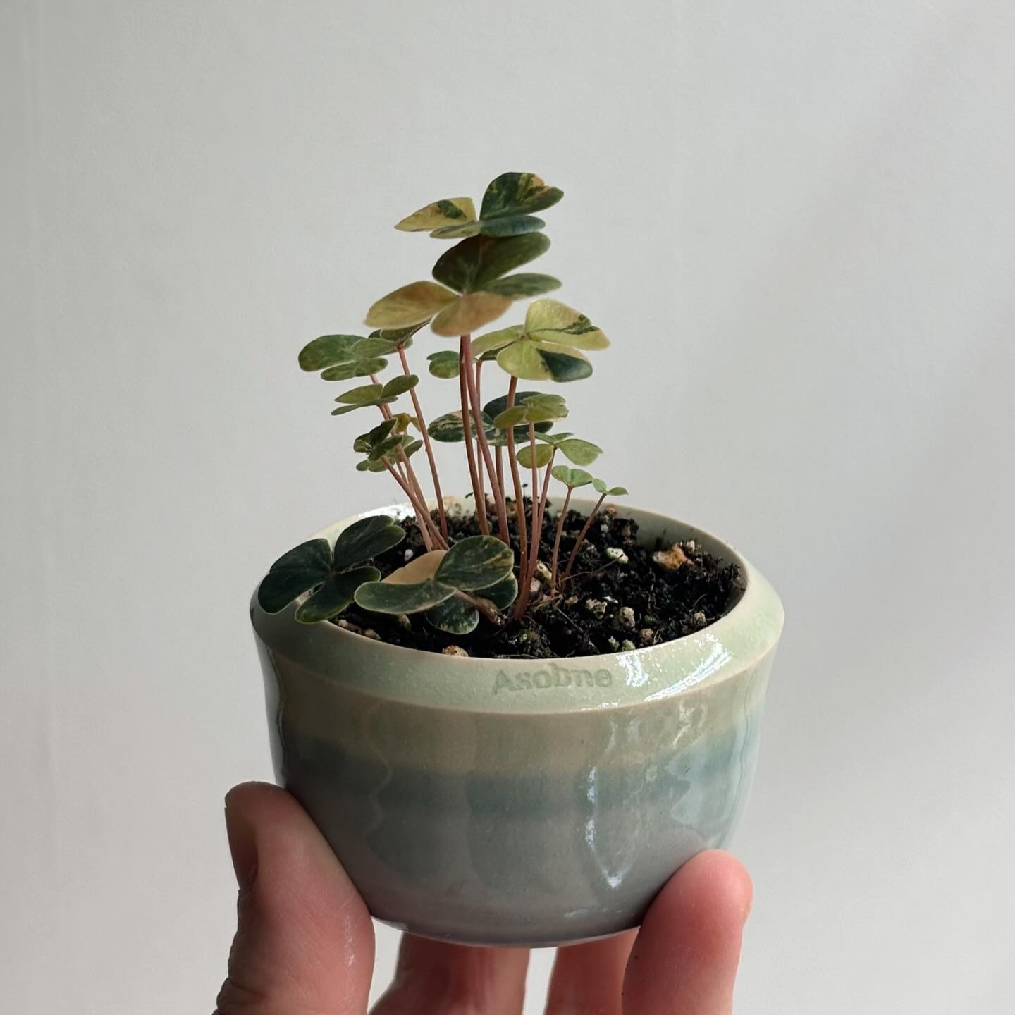 TeeUM韩国花盆釉烧手工制作