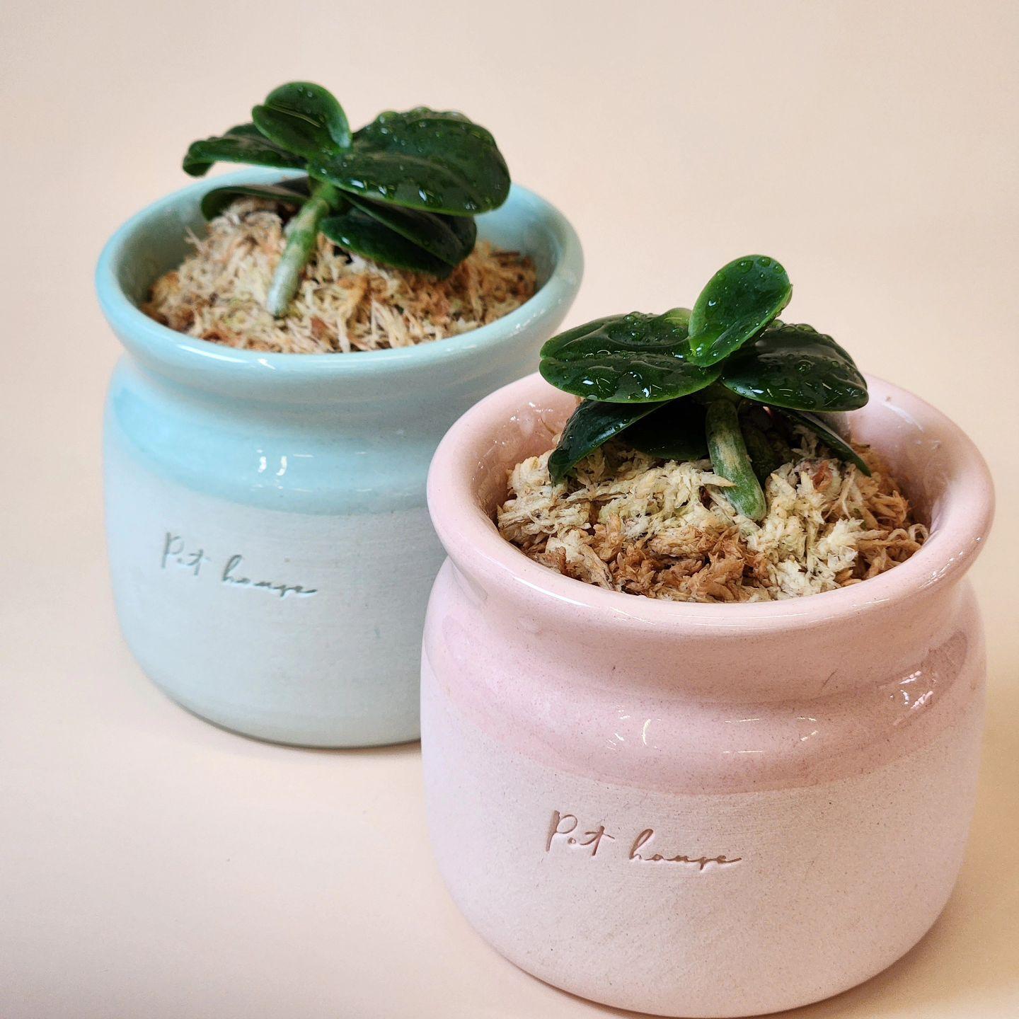 TeeUM韩国花盆釉烧纯手工