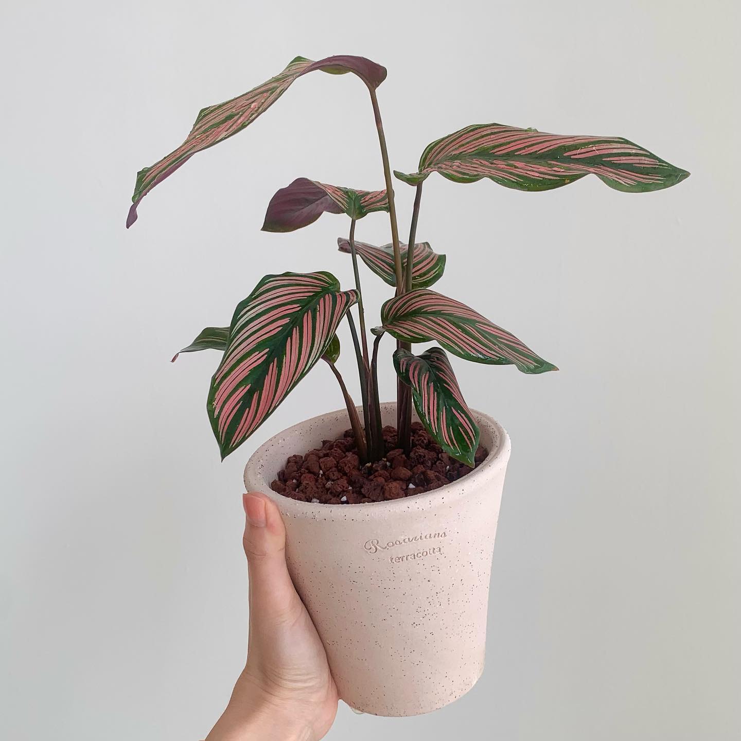 「国内现货」TeeUM韩国制｜简约INS风盆器｜多肉块根植物礼品花盆