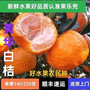 黄华白桔清甜爽口甘冽香浓单果140/220克品质保证顺丰速运