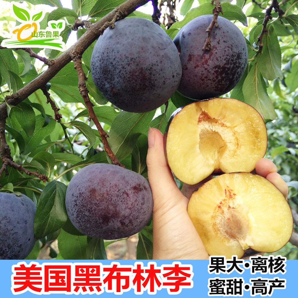 美国黑布林李子树苗嫁接苗南方北方种植李子苗适合盆栽地栽水果苗