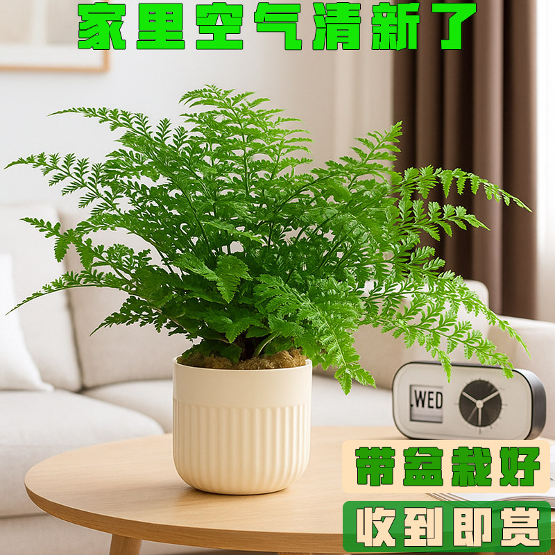 吉姆蕨盆栽净化空气绿植蕨类植物办公室内客厅驱蚊草四季常青花卉