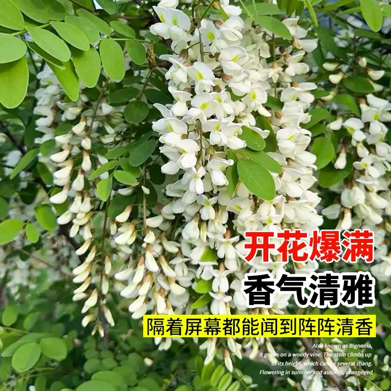 槐花树苗洋槐刺槐五月槐花香可食用花苗庭院绿化苗别墅工程苗大树