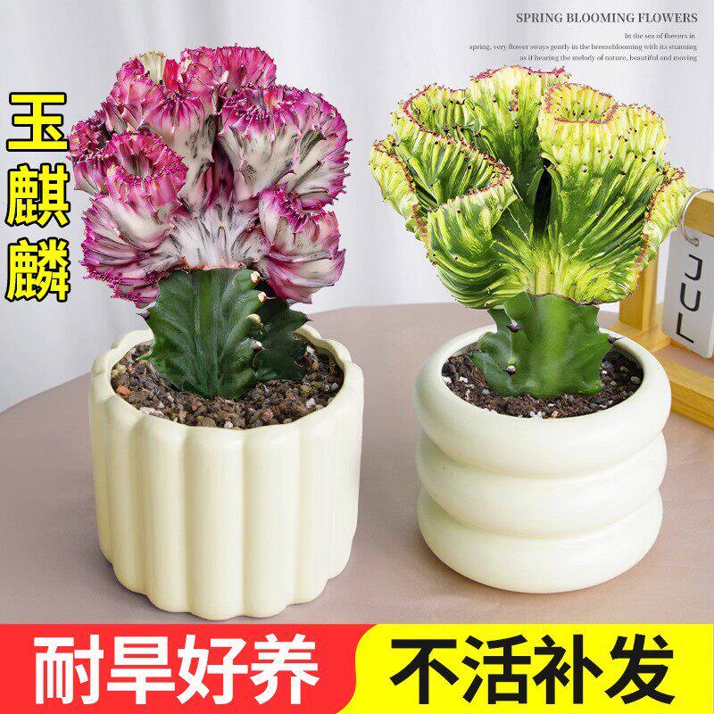 玉麒麟盆栽招财植物镇宅摆件办公室客厅净化空气绿植四季常青耐旱图片