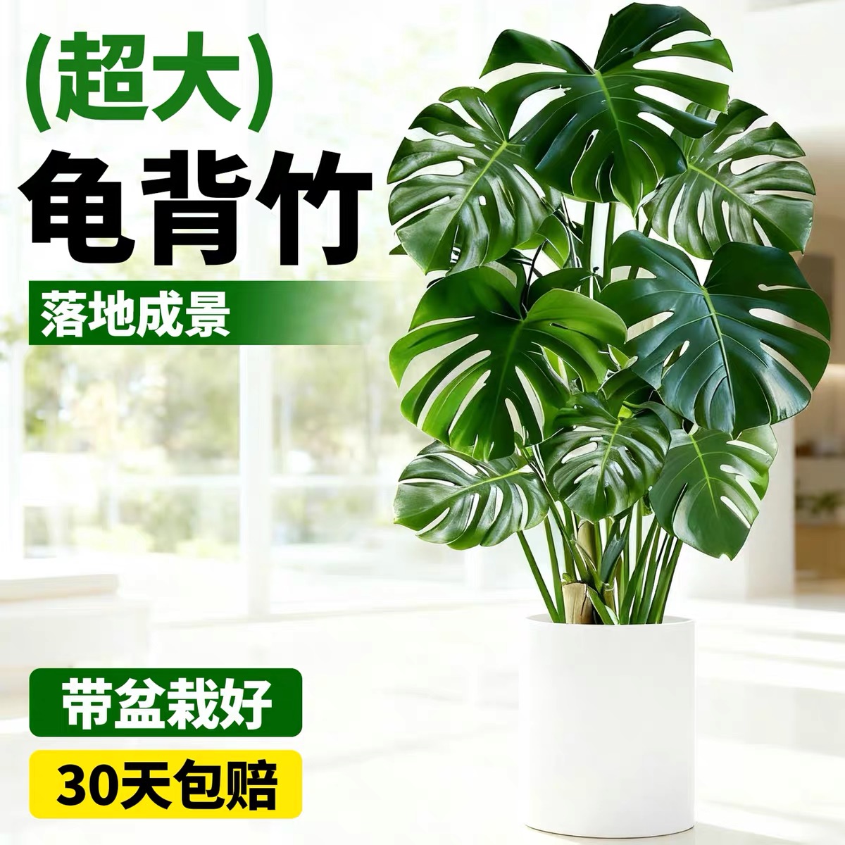 龟背竹盆栽净化空气绿植办公室客厅大盆栽大叶开背耐阴植物四季青