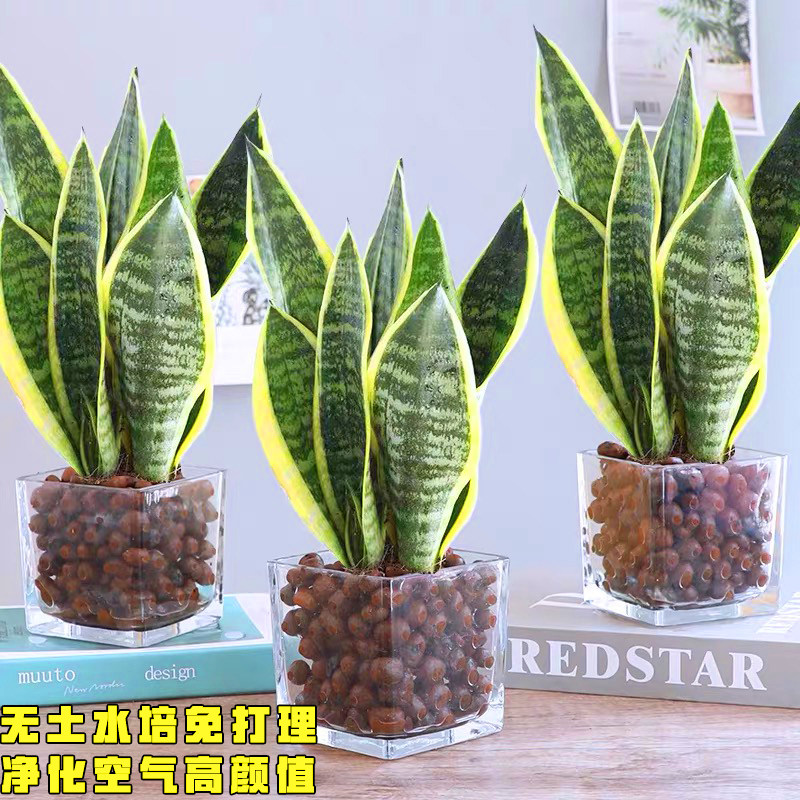 金边虎皮兰盆栽水培植物干净无土水培花卉净化空气小绿植多肉好养